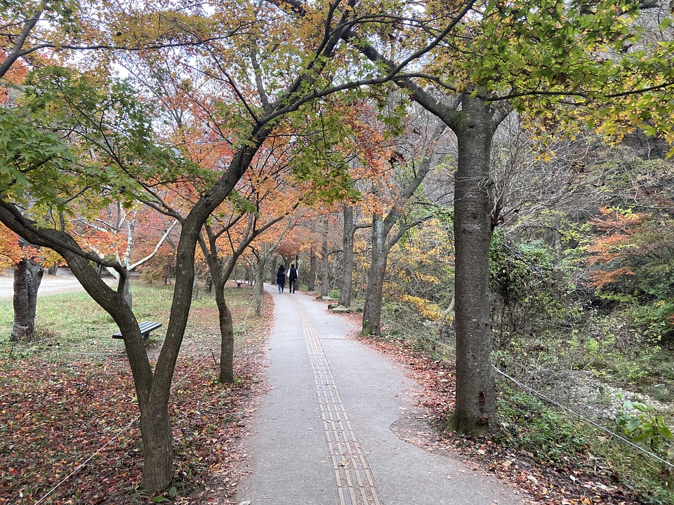 Fall Foliage Naejangsan National Park