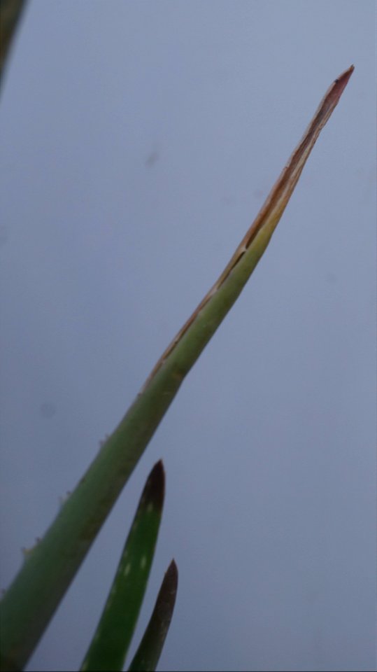 2 Elementos (1).