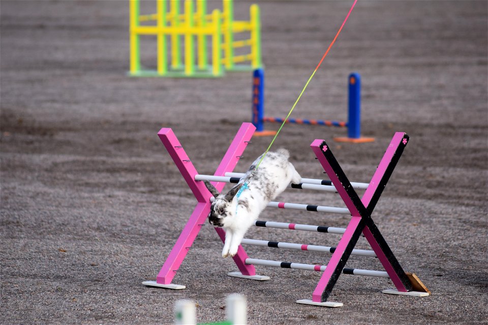 Bunnyjump