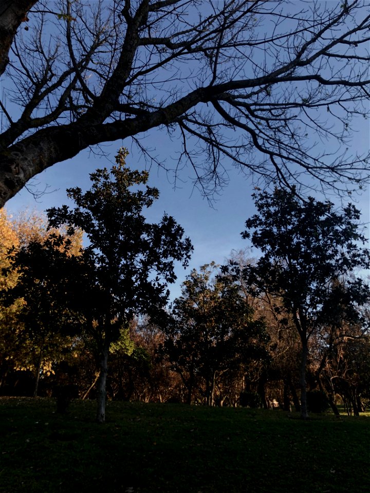 Día 22: Árboles /Paisaje