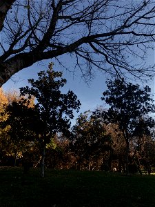 Día 22: Árboles /Paisaje