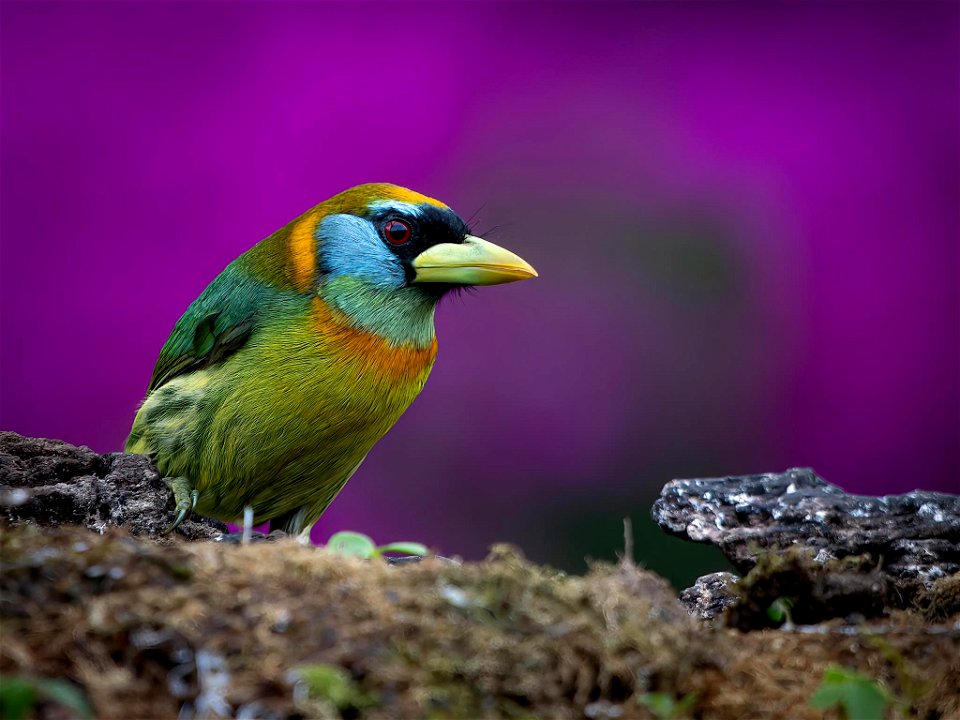 Eubucco bourcierii (Torito cabecirrojo)