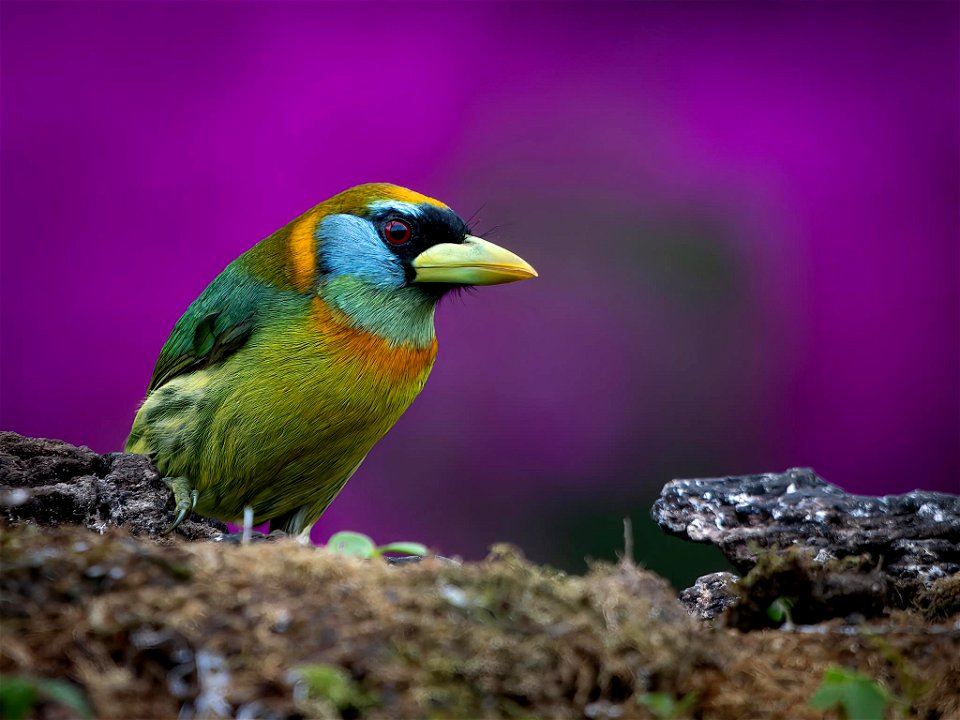 Eubucco bourcierii (Torito cabecirrojo) photo