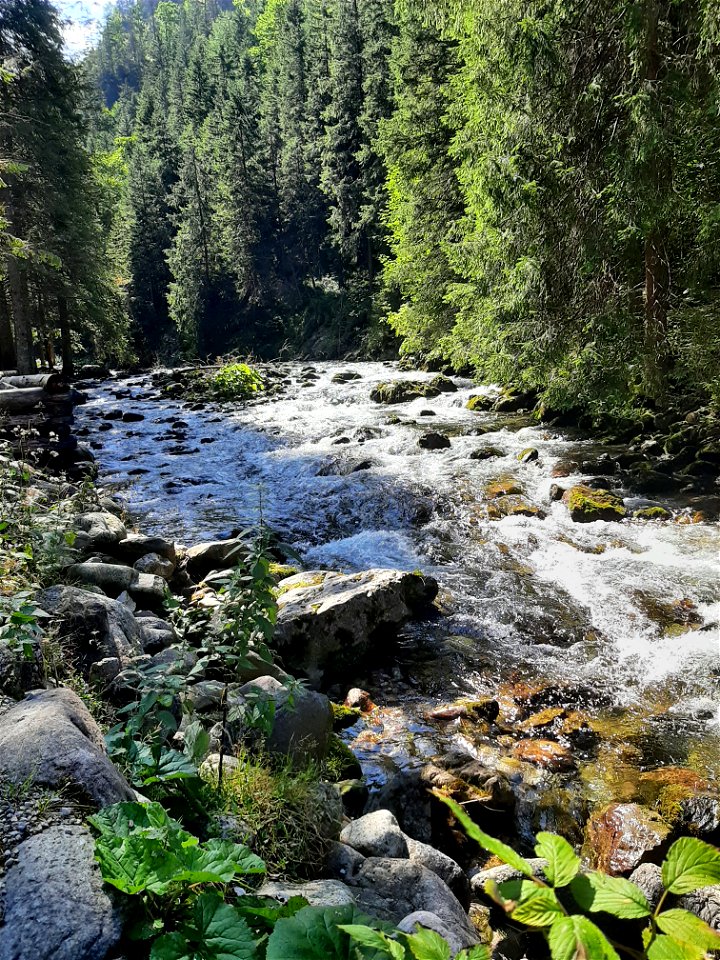 A Brook in the Mountains photo