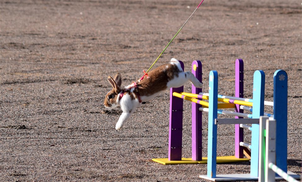 Bunnyjump