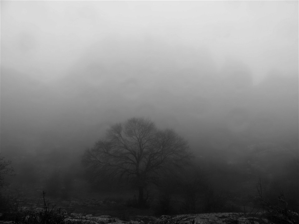 tree and mountain shadows