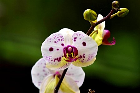 Híbrido de Phalaenopsis photo