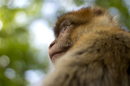 The Monkey Philosopher