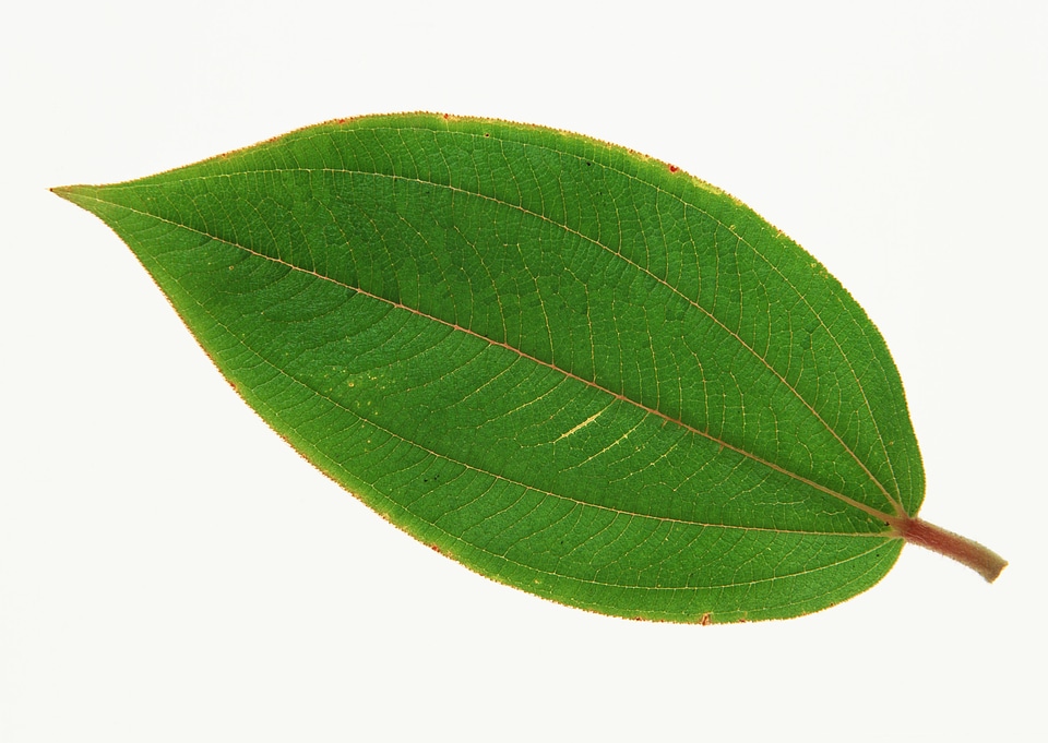 green leaf on a white