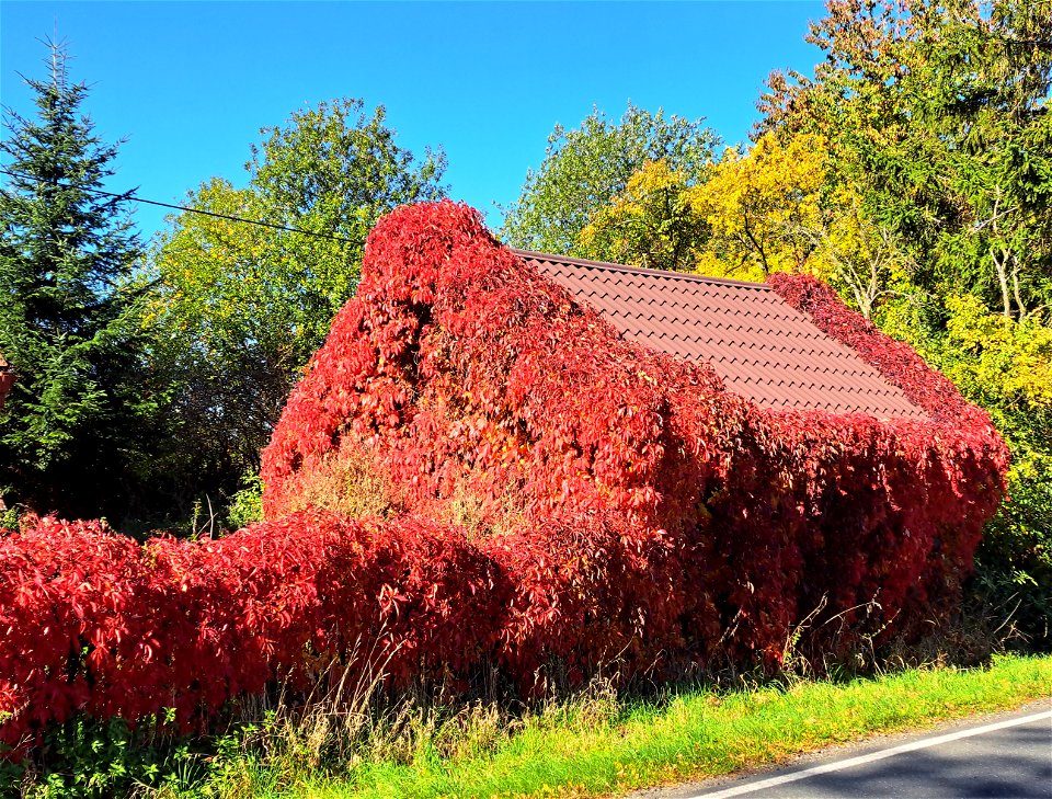 Colorful Wonders of Autumn photo