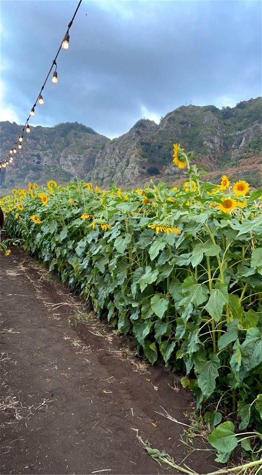 Waimanalo County Farms Oahu