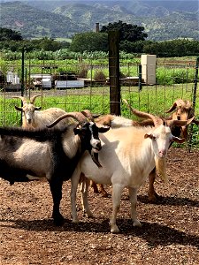 goats Male at Ka'ala Livestock Farm