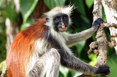 Zanzibar Red Colobus - Piliocolobus kirkii photo