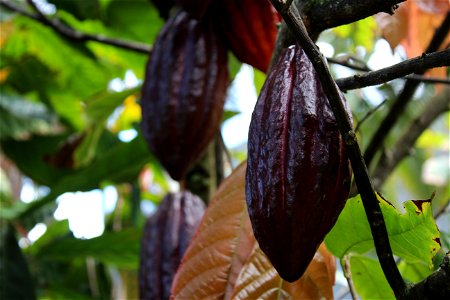 Cacao Plant at Fantastic Gardens photo