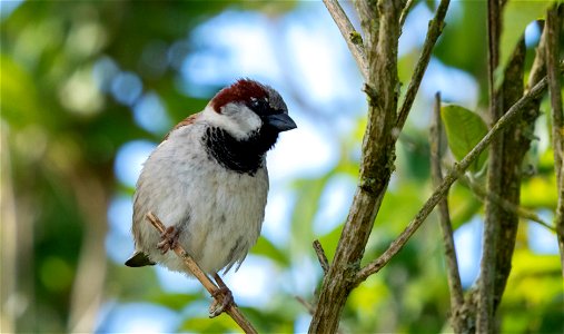 ☘️ The House Sparrow