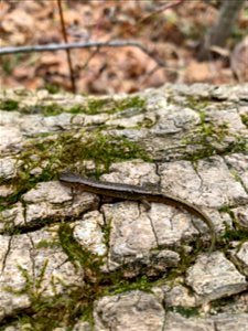 Southern Two-lined Salamander (Eurycea cirrigera) photo