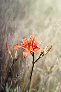 Flowers lilies orange