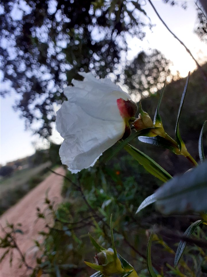 Envés de una flor 3