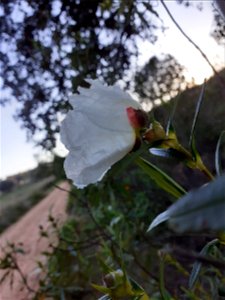 Envés de una flor 3 photo