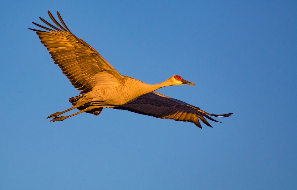 Sandhill Crane Flying