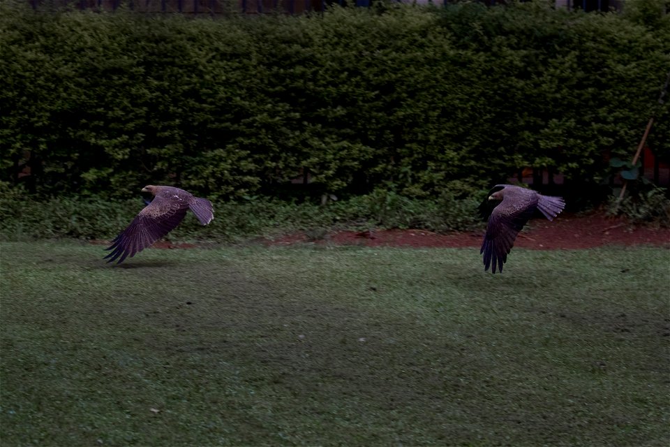 Black Kites Dog Fighting