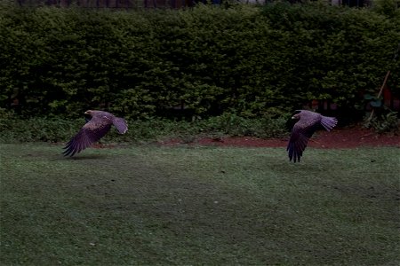 Black Kites Dog Fighting