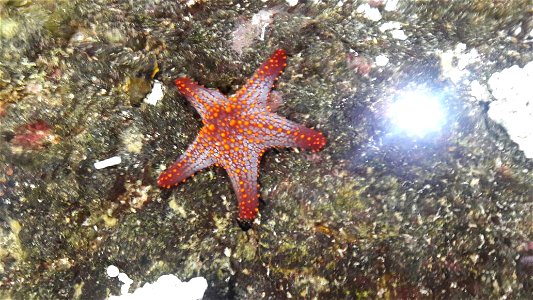 Estrellita de Mar