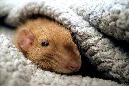 Bippo cozy in his blanket. photo