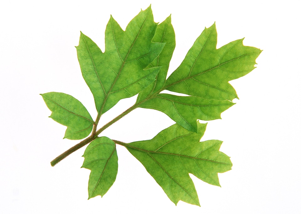 Light green leaves isolated on white background