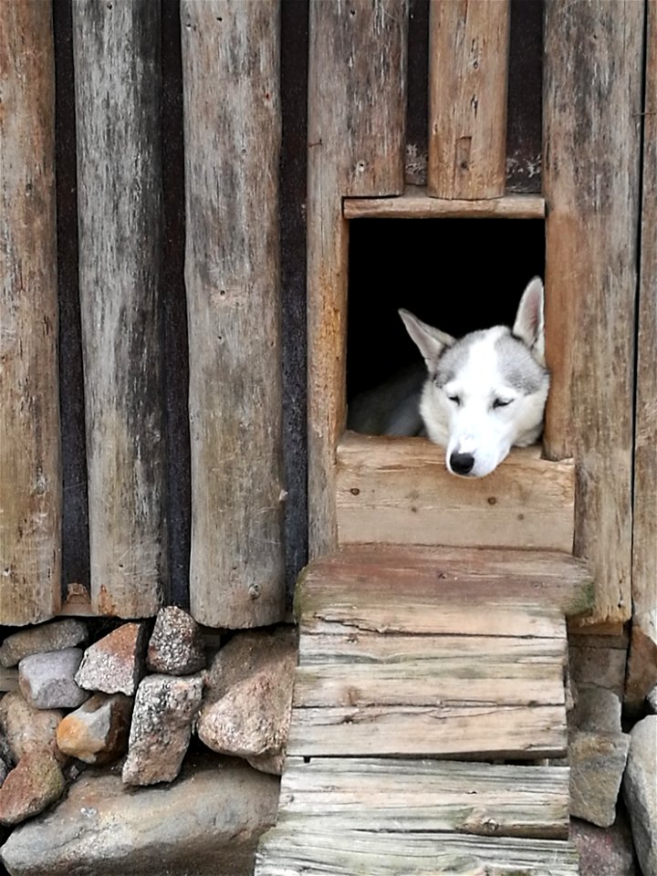 Husky photo