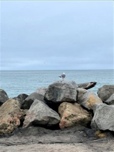 Injured Gull photo