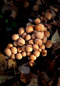 Coprinellus micaceus