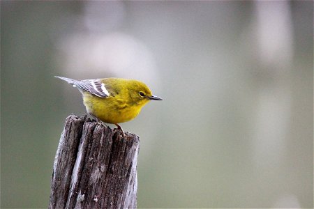 IMG_1384