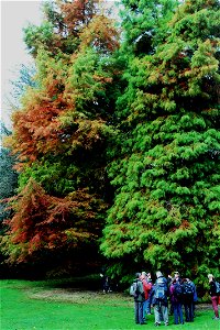 Swamp Cypress photo