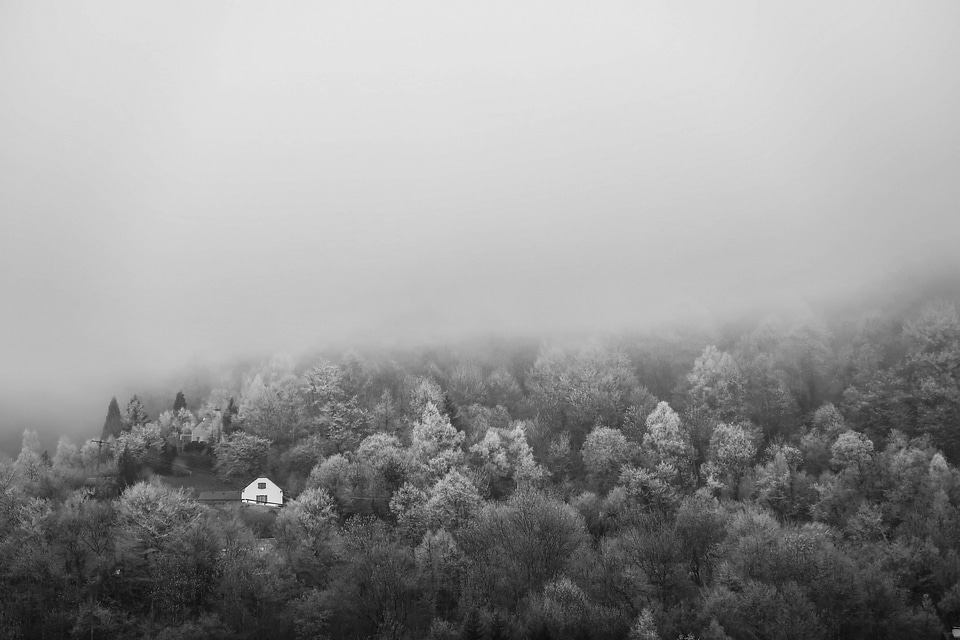 Black and white forest in fog