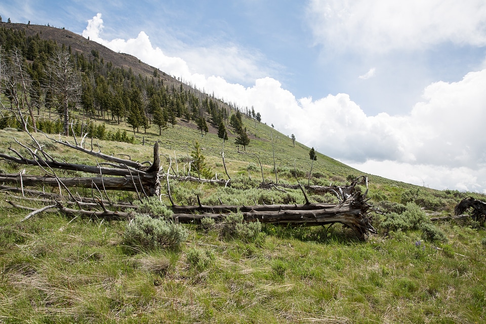 Bunsen Peak Trail. Yellowstone national park