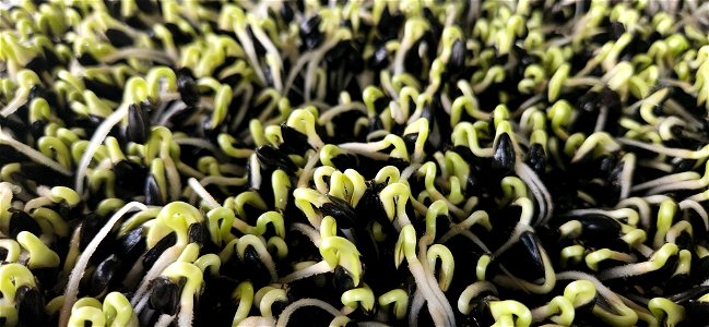 Microgreen Emerging - Urban Agriculture photo