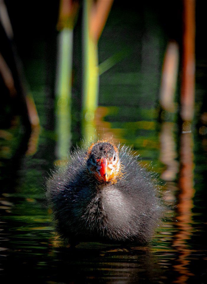 🍭 🐦  Funnily enough the youngest chicks tend to be the most colorful ones.