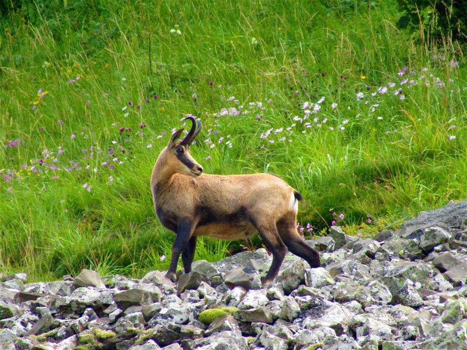 Chamois contemplant les Monts du Cantal
