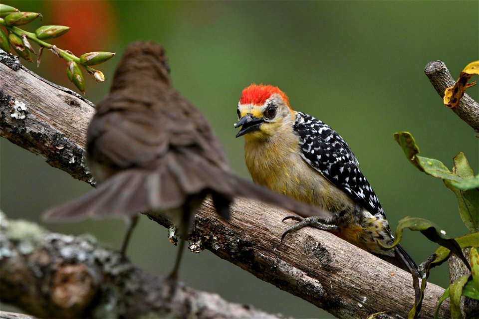 Melanerpes rubricapillus y Turdus ignobilis tras la misma comida