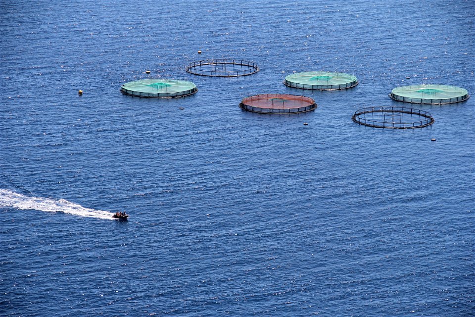 Madeiran Fish Farms