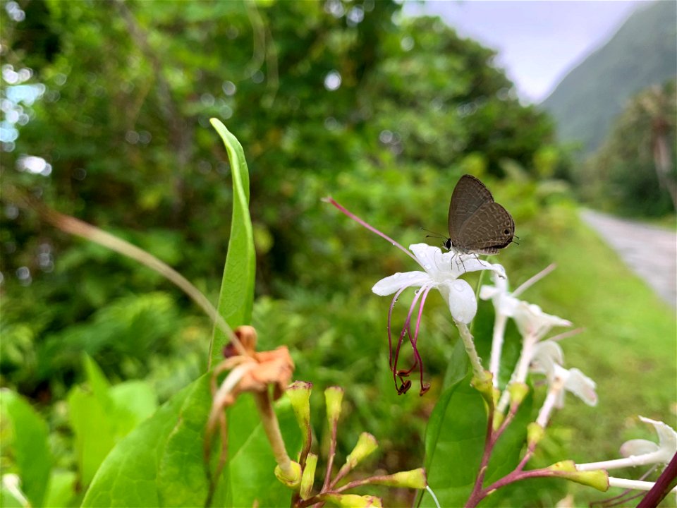 Dart Butterfly photo