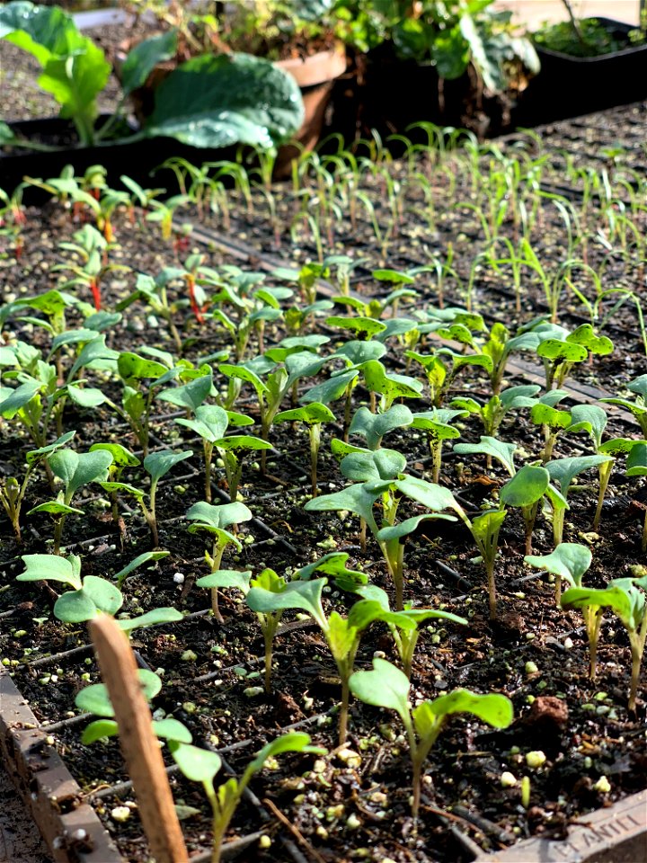Growing Microgreens