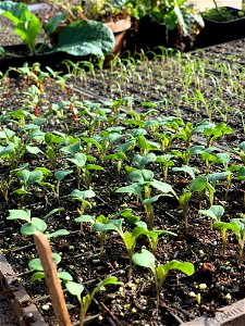 Growing Microgreens photo
