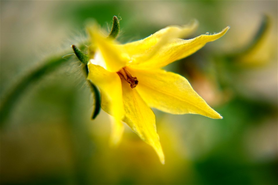 Macro shot of a tomato flower