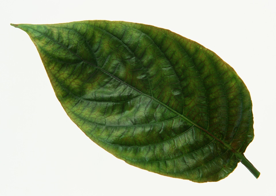 Dark green leaf isolated in white