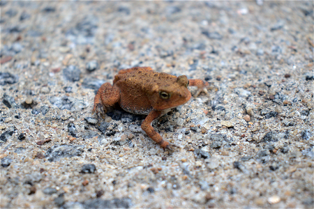 American Toad