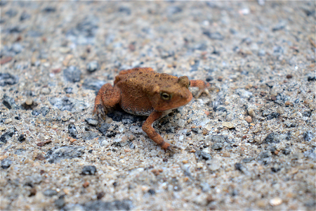 American Toad photo