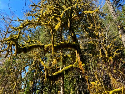 Hoh Rain Forest at Olympic NP in WA
