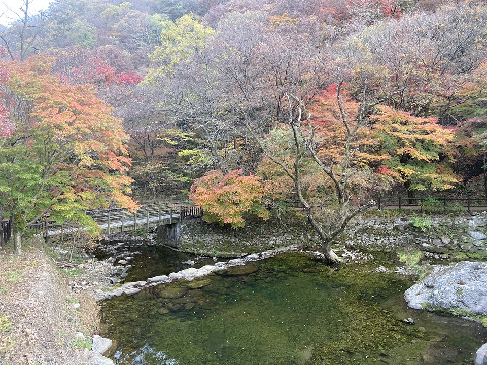 Fall Foliage Naejangsan National Park